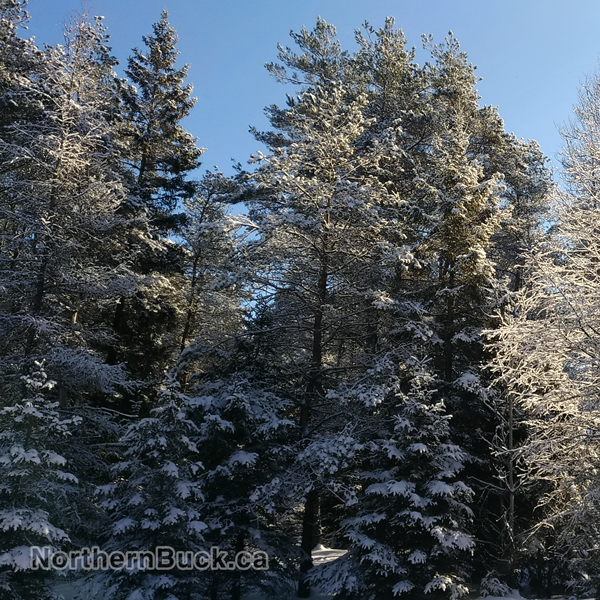 Northern Buck Canada